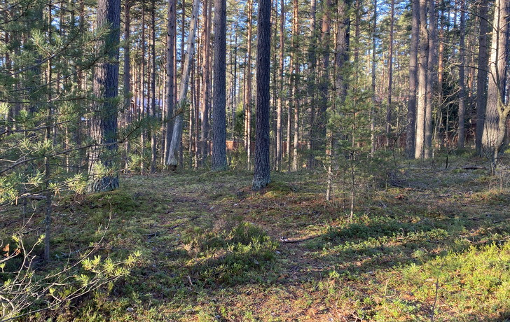 земельный участок в Сосново Приозерский район фото 3